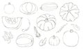 Vector illustration of pumpkins isolated on white background. Different contour vegetables drawn by hands. Seasonal drawing